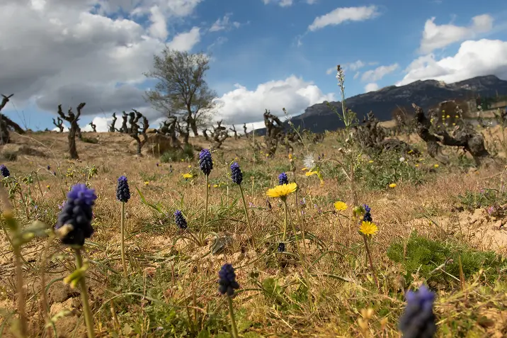 Biodiversidad