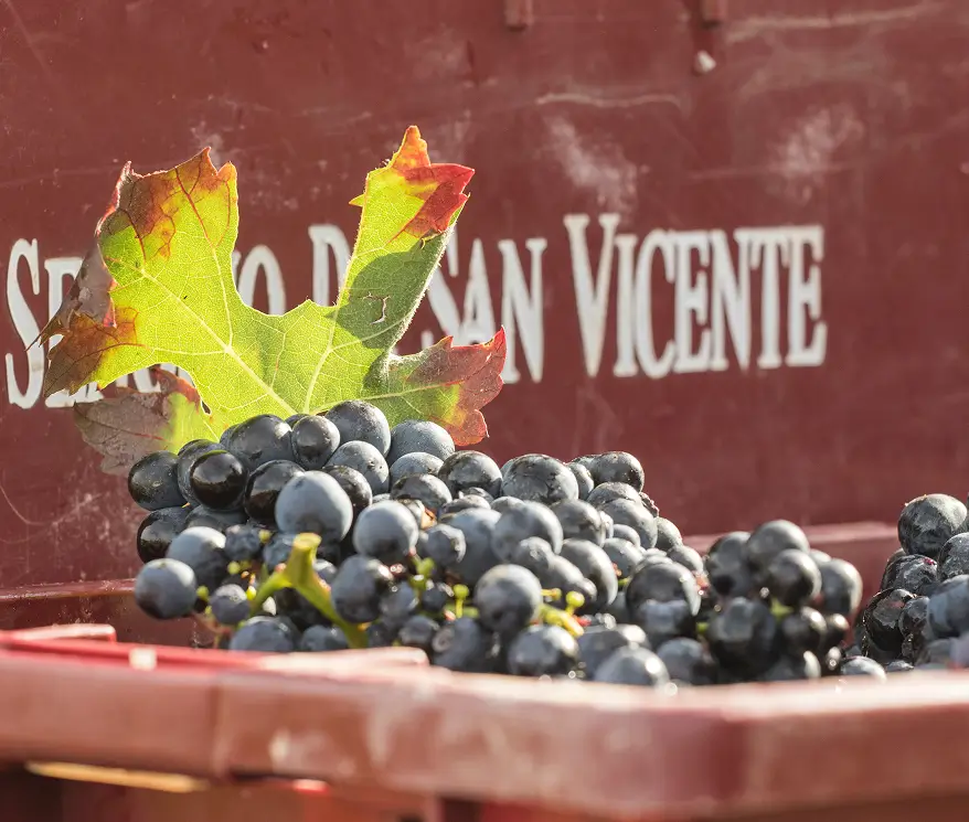 Bodega Señorío de San Vicente variedad de uva