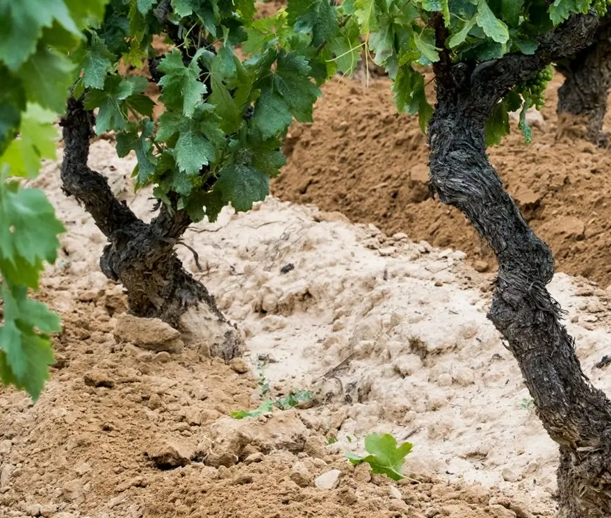 Bodega Sierra Cantabria suelo