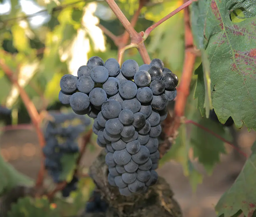 Bodega Sierra Cantabria variedad de uva