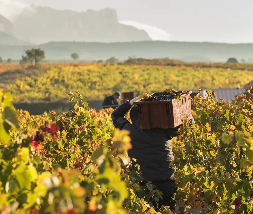 Bodega Sierra Cantabria viñedos