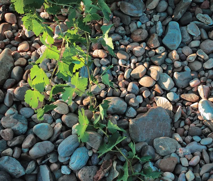 Suelo bodega Teso de la Monja