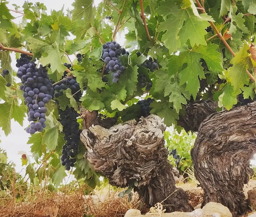 Variedad de uva de Bodega Teso de Monja