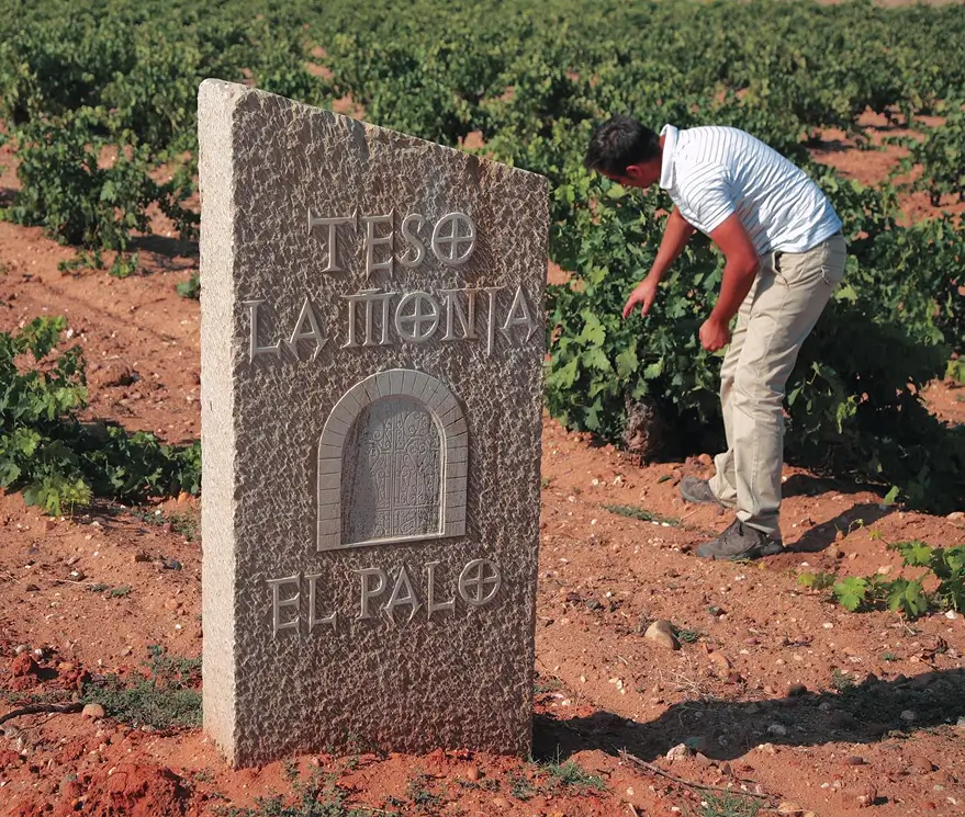 Viñedo El Palo de la Bodega Teso la Monja