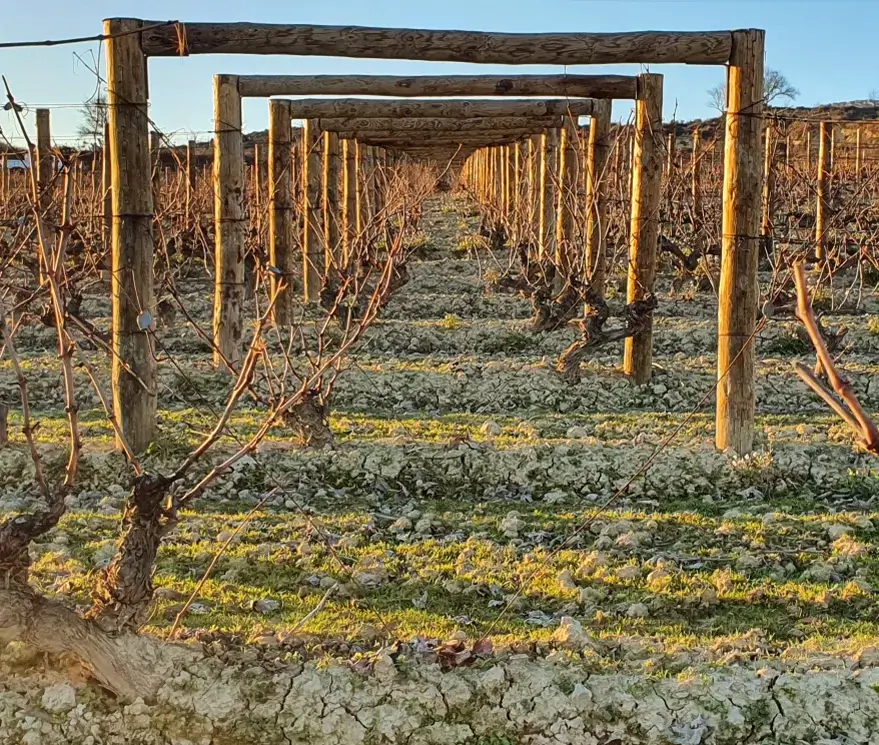 Bodega Viñedo de Páganos