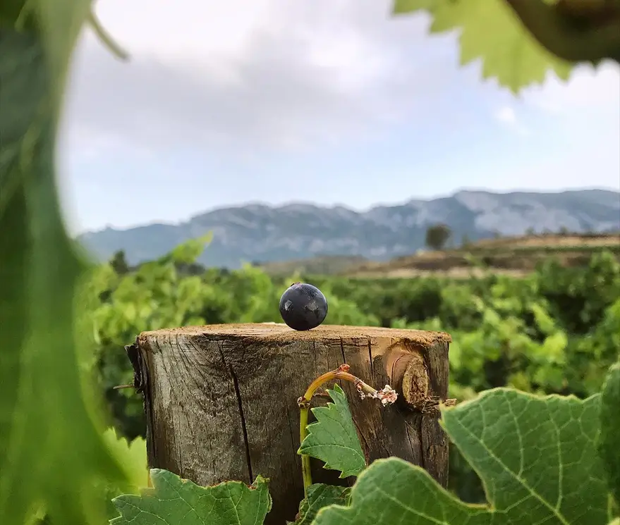 Variedad de uva de Bodega Viñedo de Páganos