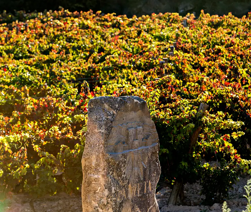 Viñedos de Bodega Viñedo de Páganos
