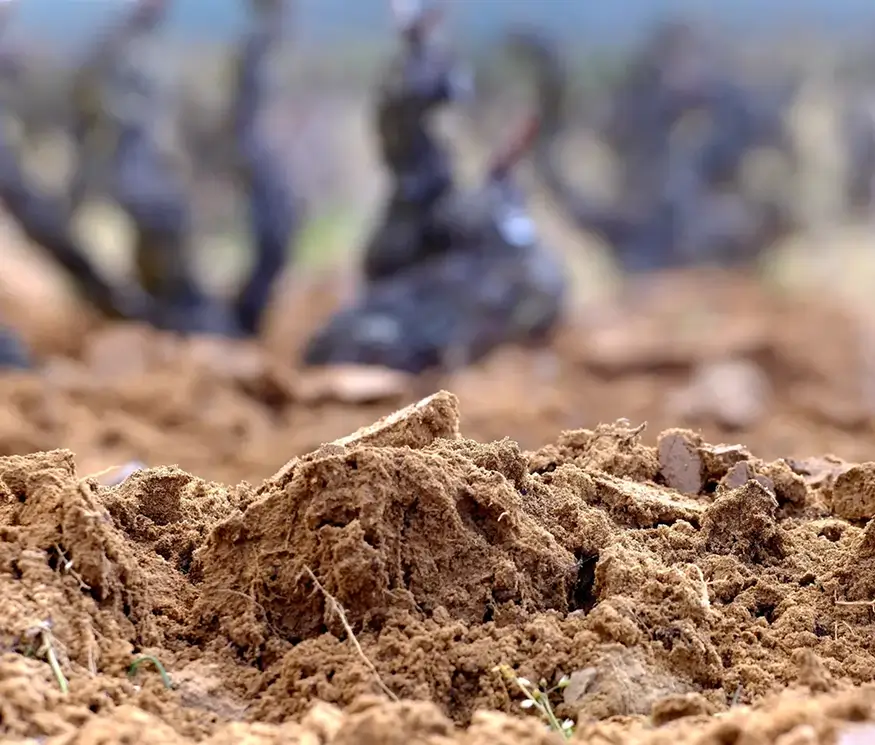 Bodega viñedos Sierra Cantabria suelo