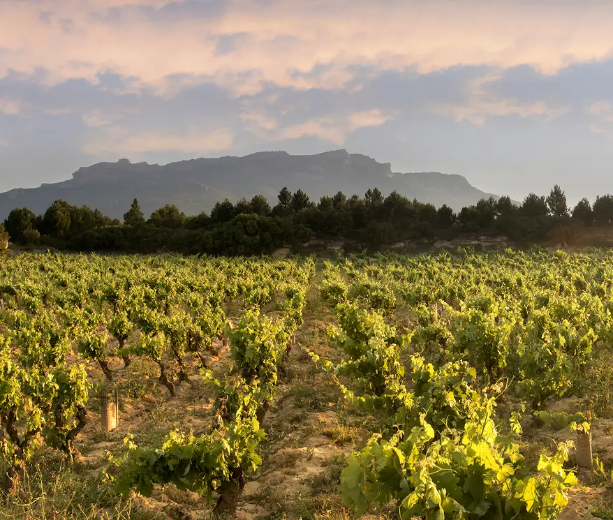Bodega viñedos Sierra Cantabria viñedos