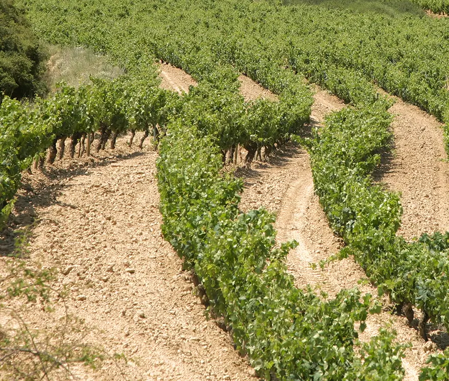 El suelo San Vicente