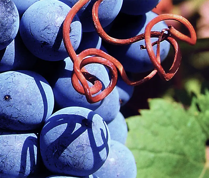 Uvas Dominio de Eguren